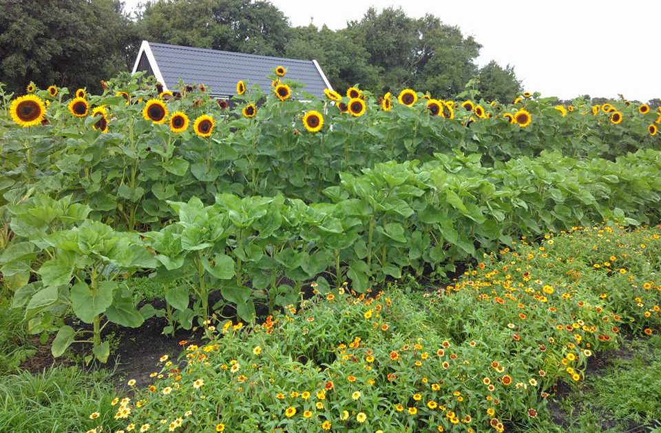 Tuin naast de Branding Schiermonnikoog
